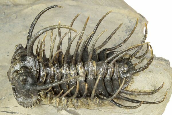 During the Devonian trilobites increasingly evolved long spines, likely a defensive mechanism against predators like jawed fish.